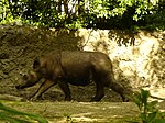 Sumatran Rhinoceros