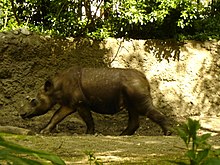 Суматрански носорог.
