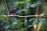 Thumbnail for Brown-winged whistling thrush