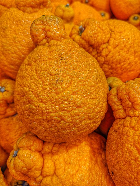 File:Sumo citrus.jpg