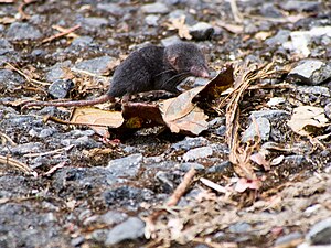 Crocidura Monticola Vimkol