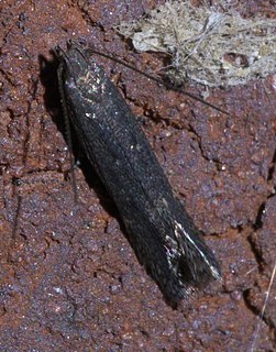 <i>Aproaerema palpilineella</i> Species of moth