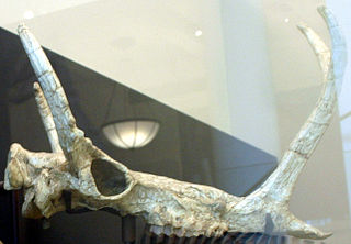 <i>Synthetoceras</i> Extinct genus of even-toed ungulates