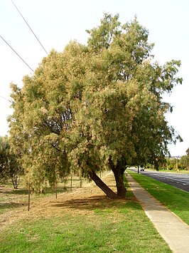 Tamarix aphylla in Wagga Wagga, Australië