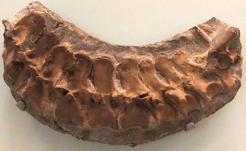 File:Tanystropheus conspicuus vertebrae.jpg