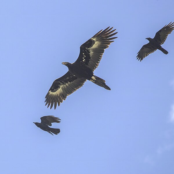 File:Tasmanian wedge-tailed eagle (Aquila audax fleayi) mobbed by forest ravens Scottsdale 2.jpg