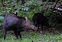 Tayassu tajacu in La Selva Tayassu tajacu in La Selva.jpg