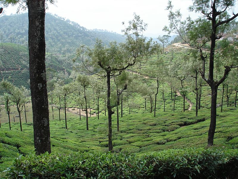 File:Tea bushes valparai t.n - panoramio.jpg