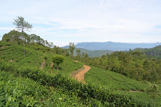 A tea plantation in Haputale
