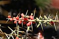 Cylindropuntia leptocaulis