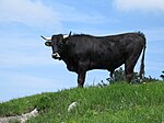 Fotografie color a unui vițel de taur negru cu botul negru încercuit în alb, coarnele puse deoparte și firele de păr trasate de-a lungul liniei dorsale.