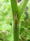 Vignette pour Tetragnatha