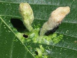 Tetraneura nigriabdominalis-galls.jpg