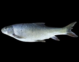 <i>Capoeta kaput</i> Species of fish