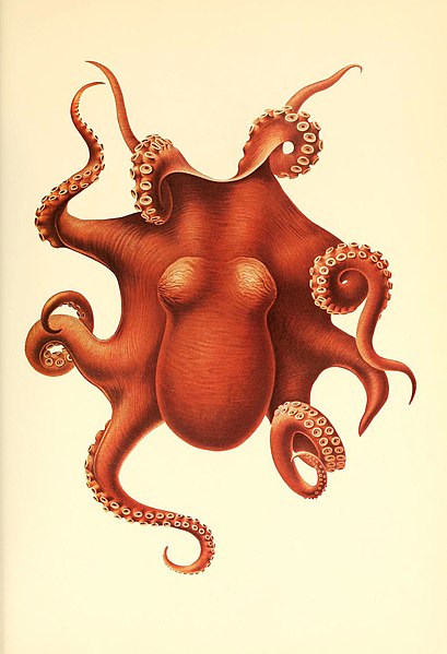 File:The Cephalopoda (6139736515).jpg