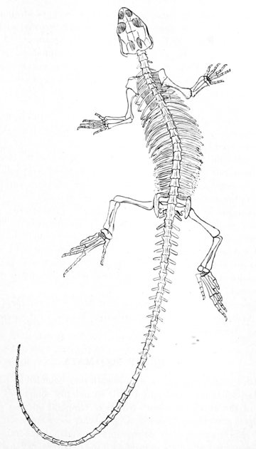 The Osteology of the Reptiles-086 uhygtfyuhgtf hv7gh ijuhg dfgdfgdfg -  PICRYL - Public Domain Media Search Engine Public Domain Search