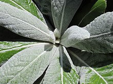 Emerging leaves of Oldenburgia grandis are heavily felted. The emerging leaves of Oldenburgia grandis are white-felted IMG 5582.jpg