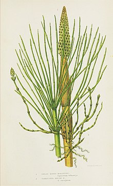 Ботаническая иллюстрация из книги The ferns of Great Britain, and their allies the club-mosses, pepperworts, and horsetails, 1855