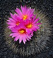 * Nomination Flowers of Thelocactus macdowellii --Llez 05:27, 16 July 2012 (UTC) * Promotion  Support Good quality for me. --Jkadavoor 07:13, 16 July 2012 (UTC)