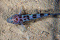 Thorogobius ephippiatus (Stefano Guerrieri).jpg