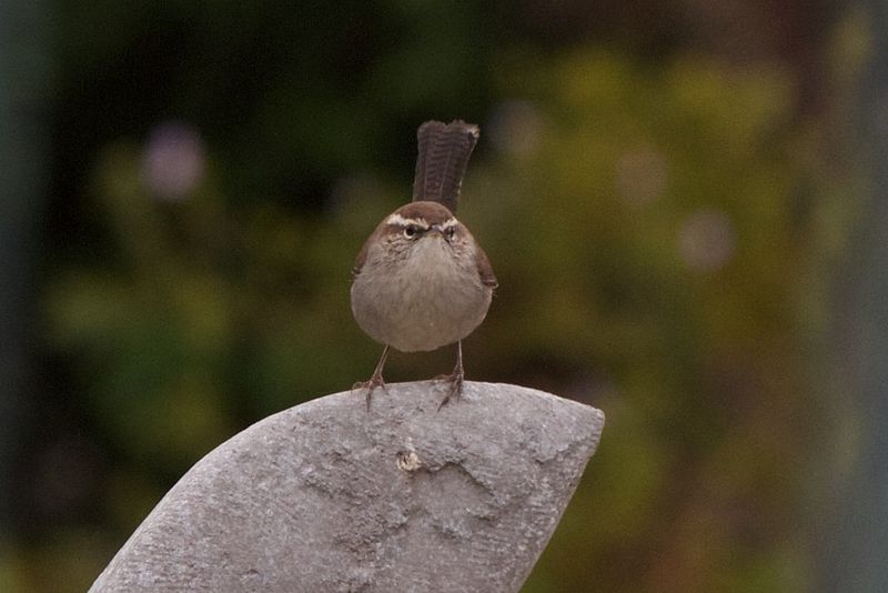 File:Thryomanes bewickii marinensis, Stinson Beach 5.jpg