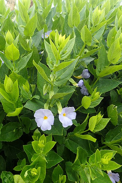 File:Thunbergia natalensis kz1.jpg