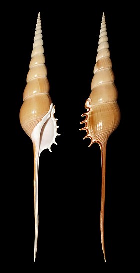 Duas vistas da concha de Tibia fusus (Linnaeus, 1758),[1] coletada nas Filipinas. A mais espetacular dentre as tíbias;[2] considerada a espécie-tipo do gênero Tibia e dotada de um longo canal sifonal.[3]