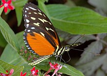 TigerLongwingVentral.jpg