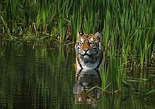 A tiger in the water. Tigerwater.jpg