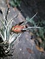 Tillandsia bulbosa