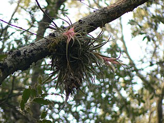 <i>Tillandsia erubescens</i> Species of epiphyte