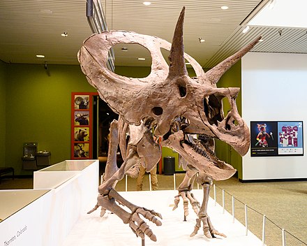 Торозавр. Torosaurus utahensis. Торозавры фото. Торозавр самая большая голова. Torosaurus Skull.