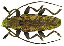 Tmesisternus avarus Pascoe, 1867 ер (6312796142) .jpg