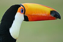 Toco toucan whipsnade.jpg