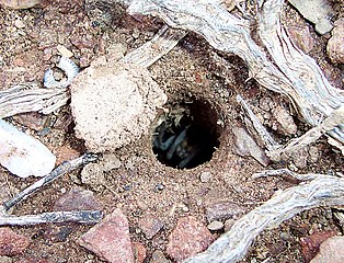 The Trap Door - Wikipedia