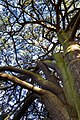 Tree at the Cambridge University Botanic Gardens in Cambridge. [137]