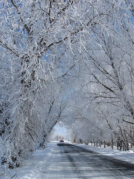 File:Tree Tunnel - panoramio - planetary nebula.jpg