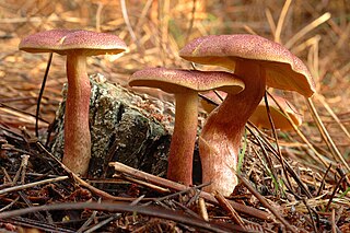 <i>Tricholomopsis</i> genus of fungi