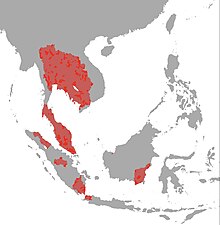 Trichopsis vittata map.jpg