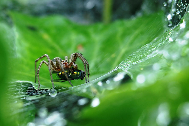 File:Trichterspinne01.JPG