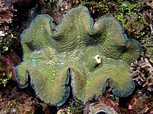 Tridacna giant clam.jpg