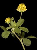 Trifolium dubium - Flickr - Kevin Thiele (3x4).jpg