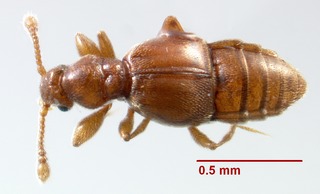 <i>Trimioplectus</i> Genus of beetles