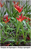 Tulipa sprengeri1.jpg