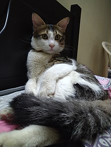 Turkish Angora cat.jpg