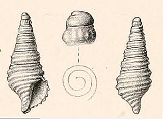 <i>Turris trilirata</i> Species of gastropod