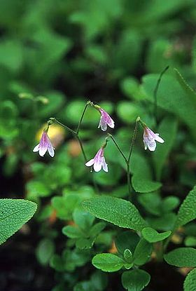 Linnaea borealis