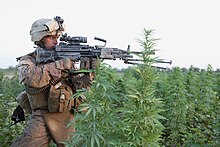 US Marine patrolling through a cannabis field in Afghanistan, 2010 USMC-100815-M-3792A-0035.jpg