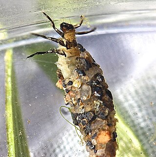 <i>Neophylax consimilis</i> Species of caddisfly