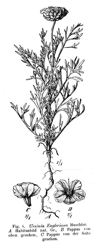 <i>Ursinia nana</i> Species of flowering plant